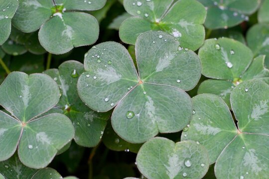 Redwood Sorrel - Oxalis oregana 