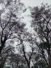 Fototapeta premium trees and sky