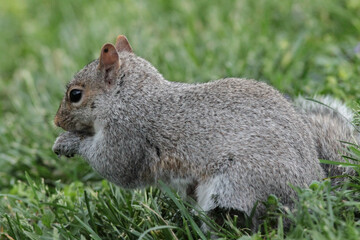 Closeup of Eastern Gray Squirrel in Grass Eating