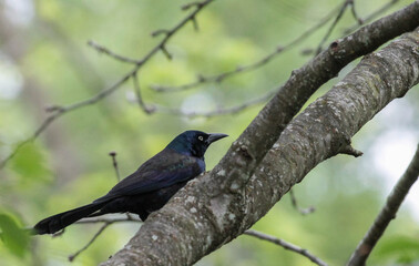 Common Grackle Walking on Tree Branch