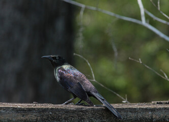 Common Grackle Standing on Wooden Fence