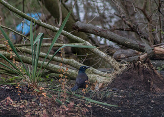 Common Grackle in Mulch Looking Up