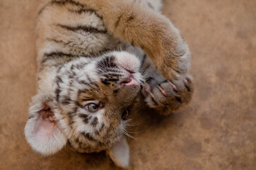 A close-up photograph of a muzzle of a tiger cub. As well as closed claws with claws