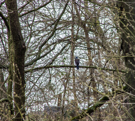 Common Grackle Standing on Tree Branch