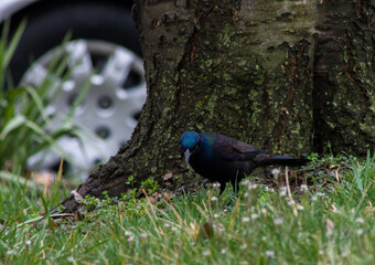 Common Grackle Walking in the Grass
