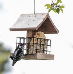 Downy Woodpecker Hanging onto Wooden Bird Feeder