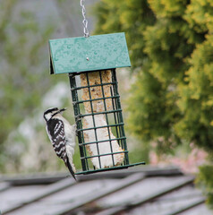 Downy Woodpecker on Bird Feeder