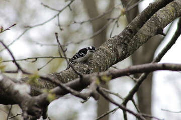Downy Woodpecker on Tree Branch Looking Down