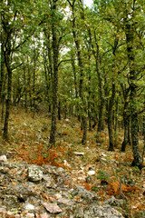 tree forest in north Spain