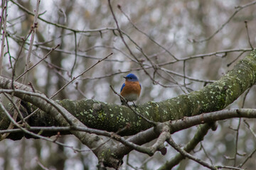 Male Eastern Bluebird Perched on Tree Branch Looking to the Side