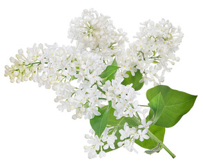 isolated lush pure white lilac blossom with green small leaves