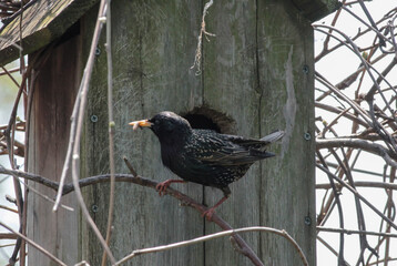 European Starling on Stick