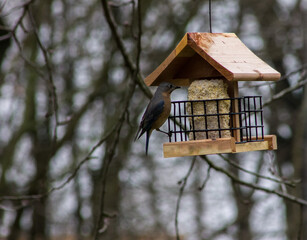 Female Eastern Bluebird on Wooden Bird Feeder