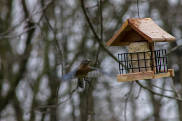 Female Eastern Bluebird Flying to Wooden Bird Feeder