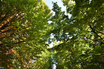 Green trees and blue sky