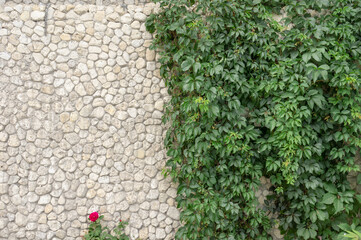 Ivy weaves on a stone wall