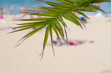 Palm branches close up on a sandy beach background