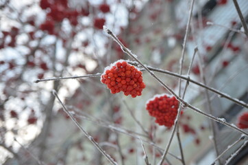 Snow berries 
