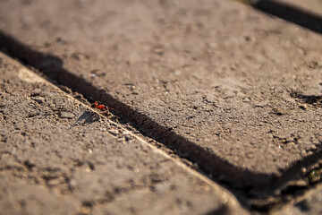 little ant crawls on stone pavers in the park