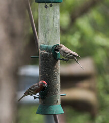 Red Finch and Song Sparrow on Bird Feeder