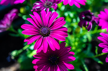 A closeup of African daisies surrounded by greenery in a field under the sunlight at daytime