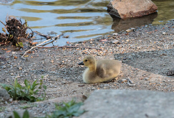 Baby Gosling Laying Down in Rocks