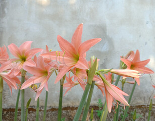 Old rose star lily with cement wall. 