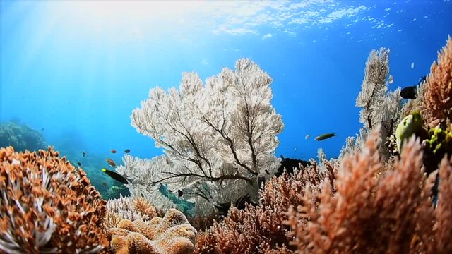 colourful reef diving