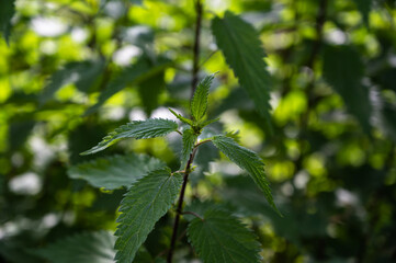 A closeup of common nettles in a field under the sunlight at daytime with a blurry background