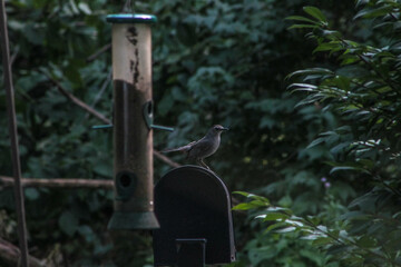 Gray Catbird Standing on Mailbox
