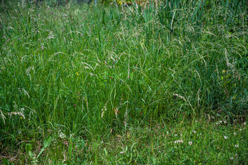 A closeup of the grass in a field under the sunlight at daytime