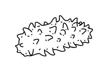 Sea cucumber. Sea cucumbers are echinoderms from the class Holothuroidea. It is considered an expensive food in Asia. Vector line art illustration.