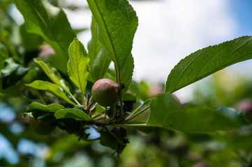 A closeup of an unripe pomegranate on the branch in a garden under the sunlight at daytime