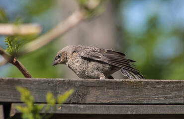 Juvenile Cowbird Perched on Wooden Beam