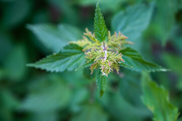 A high angle shot of common nettles in a field under the sunlight at daytime with a blurry background