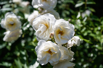 A closeup of a bee in a rosa climbing iceberg surrounded by greenery in a field under the sunlight