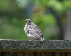 Juvenile Cowbird on Wooden beam on a Sunny Day