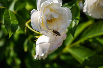 A closeup of a bee in a rosa climbing iceberg surrounded by greenery in a field under the sunlight