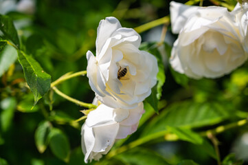 A closeup of a bee in a rosa climbing iceberg surrounded by greenery in a field under the sunlight