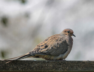 Mourning Dove Sitting on Wooden Fence