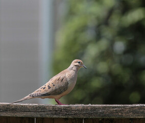 Mourning Dove Walking Across Wooden Fence