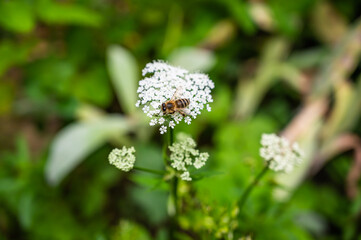 A closeup of a bee on cow parsley surrounded by greenery in a field under the sunlight