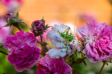 A selective focus of a green grasshopper on a floribunda in a field under the sunlight