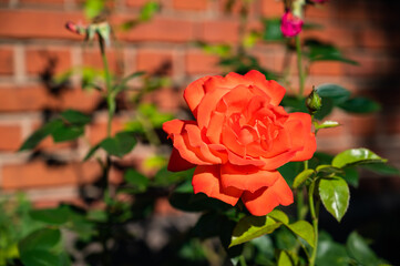 A closeup of an orange garden rose surrounded by greenery under the sunlight with a blurry background