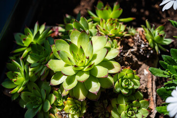 A closeup of common houseleeks in a field under the sunlight with a blurry background