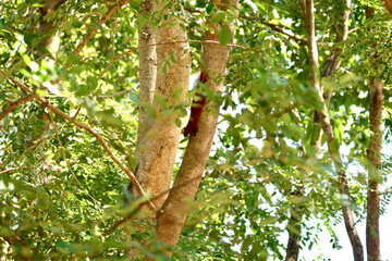 Red squirrel on a branch
