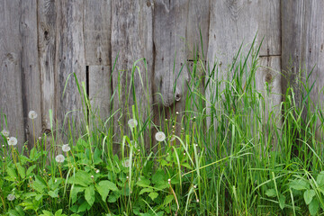 Fence and grass