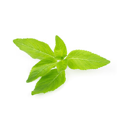 Green mint leaves on a white background