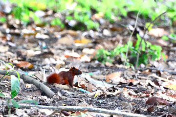 Red squirrel on the ground
