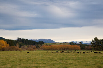 Fototapeta na wymiar A rural farm scene in Canterbury, New Zealand, with cows in a grassy field and snowy mountains in the distance